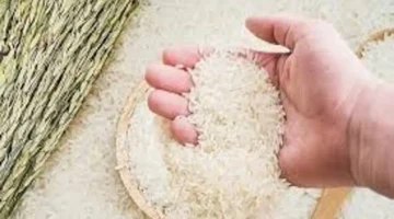 استقرار الأسواق.. سعر الأرز العطري يسجل 6700 دونغ في فيتنام دون تغييرات ضخمة